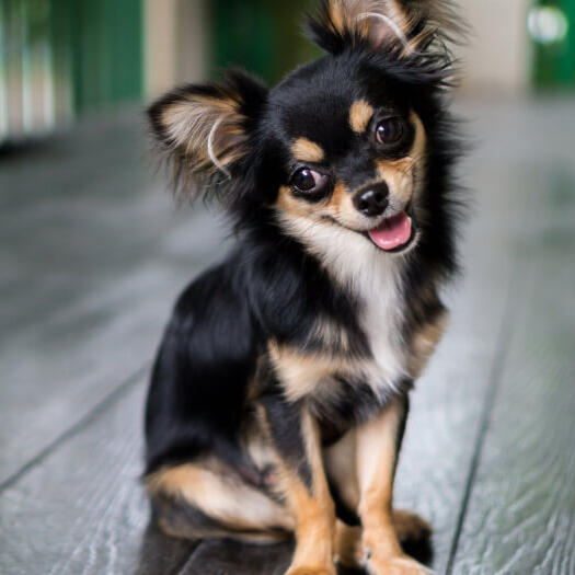 Gray long shop haired chihuahua